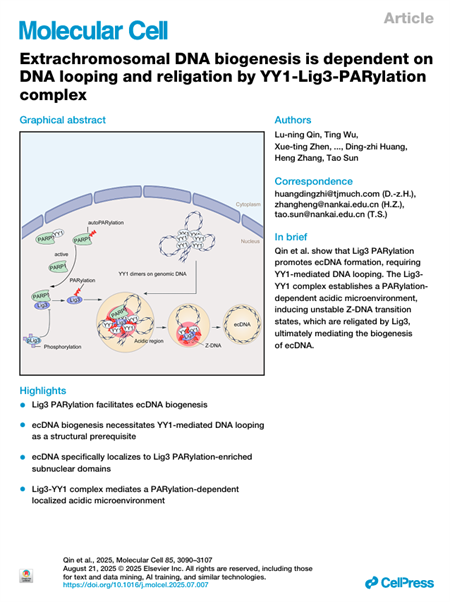 南开团队在肿瘤细胞染色体外DNA形成新机制方向取得新进展