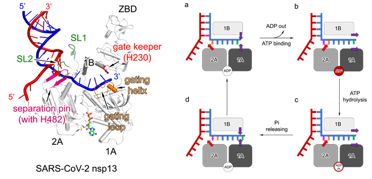 南开清华联合研究团队成果Cell发表