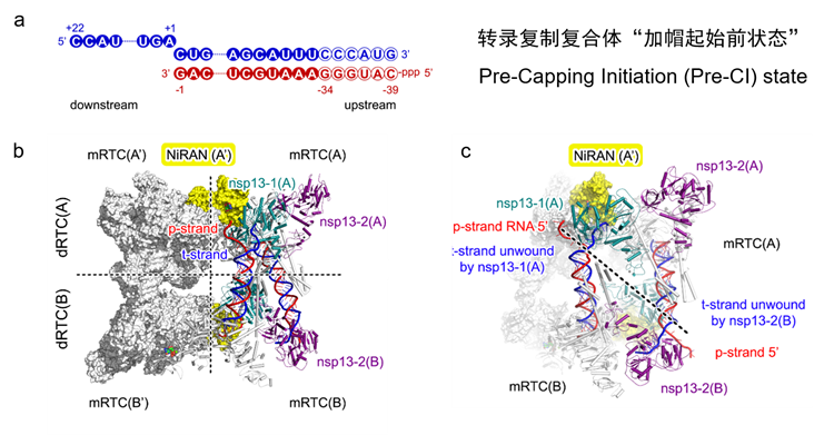 南开清华联合研究团队成果Cell发表