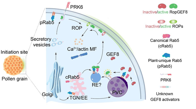 南开团队在植物生殖生物学领域取得重要突破