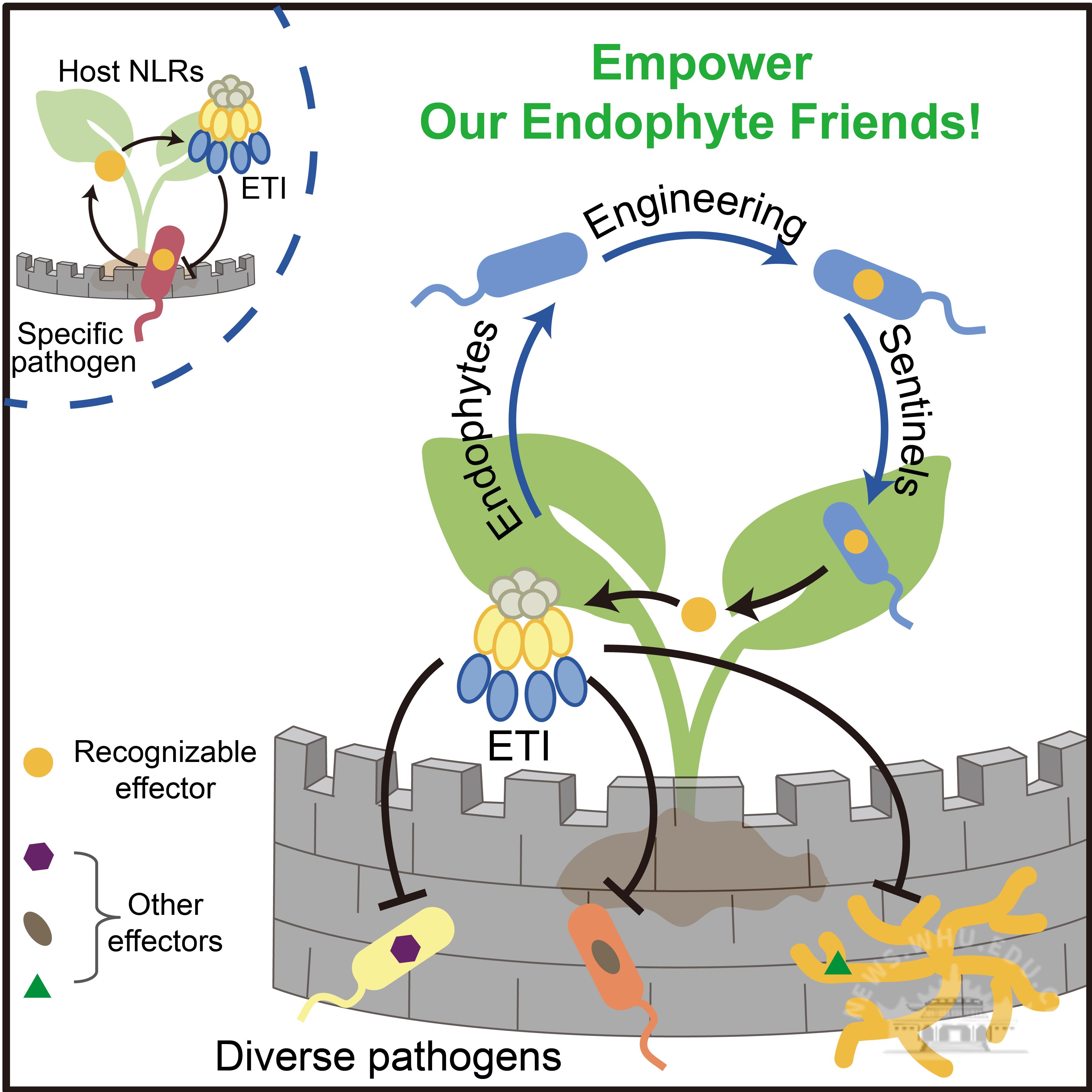 武汉大学胥国勇课题组通过内生菌遗传赋能工程实现ETI广谱抗病