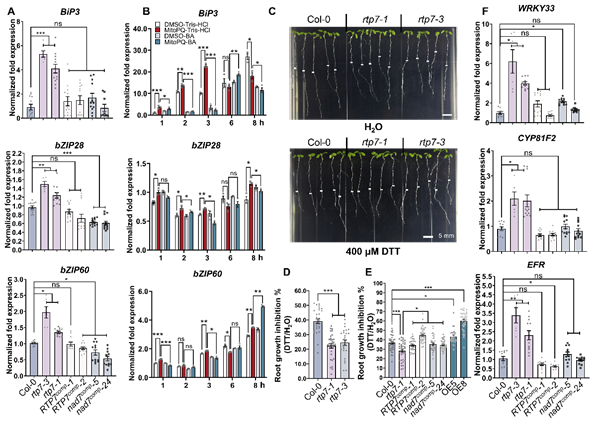 西北农林科技大学(735)西北农林科技大学单卫星教授团队揭示线粒体活性氧mROS触发线粒体—内质网互作及转运进而激活植物免疫的新机制