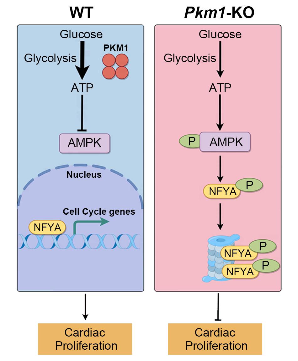 生命科学与技术学院康岚/魏珂/高绍荣团队揭示丙酮酸激酶PKM1在胚胎心肌细胞增殖中的关键作用,成果发表于《国家科学评论》