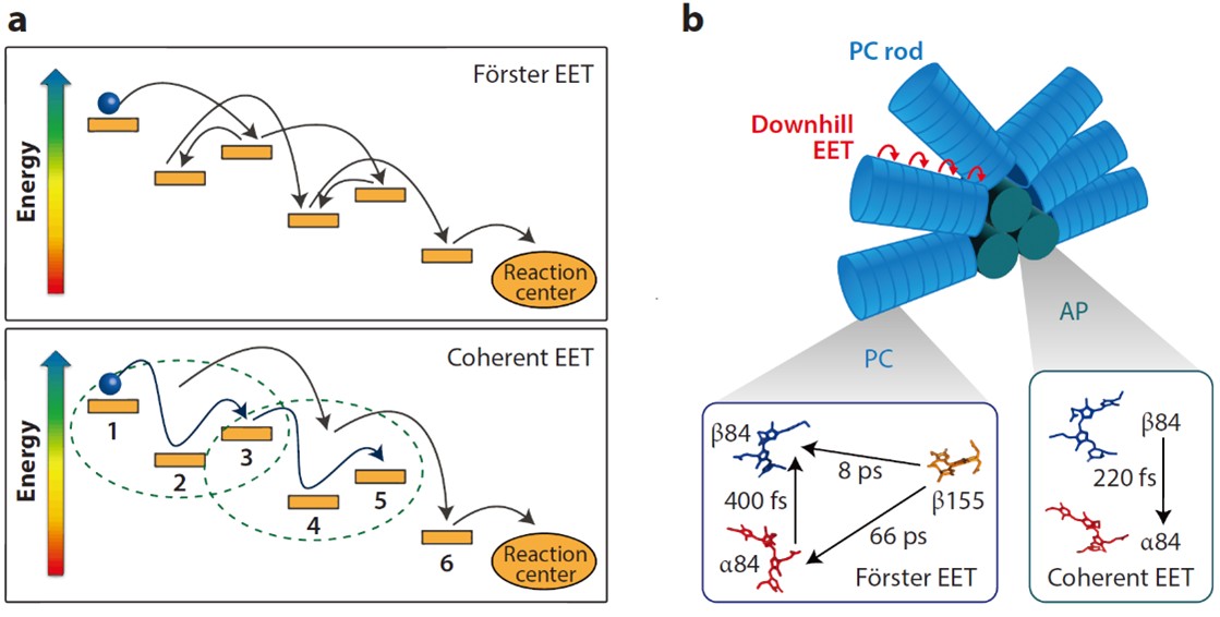 北京大学生命科学学院赵进东课题组应邀撰写藻胆体的结构和能量传递机制长文综述
