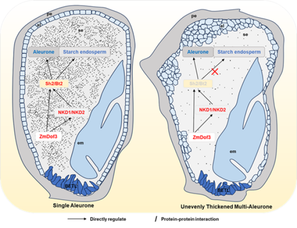研究揭示淀粉合成关键基因调控玉米糊粉层发育的分子机制