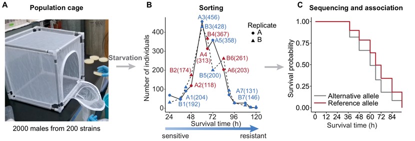北京大学生命科学学院陆剑课题组揭示果蝇饥饿耐受的遗传架构和性别差异