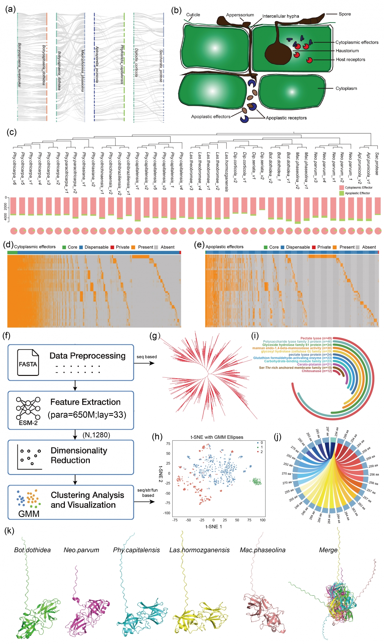 电子科技大学生命学院刘建魁、张勇教授团队在Fungal Diversity期刊发表研究成果
