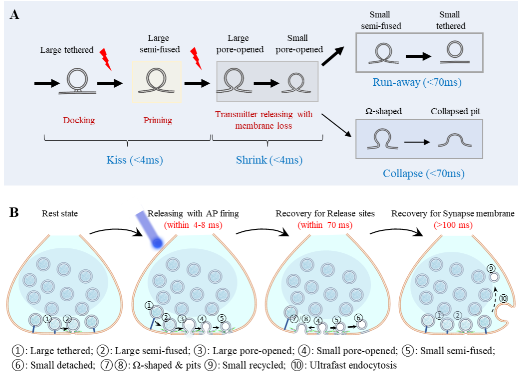 中国科大开发毫秒时间分辨冷冻电镜技术,破解神经突触传递生物物理机制