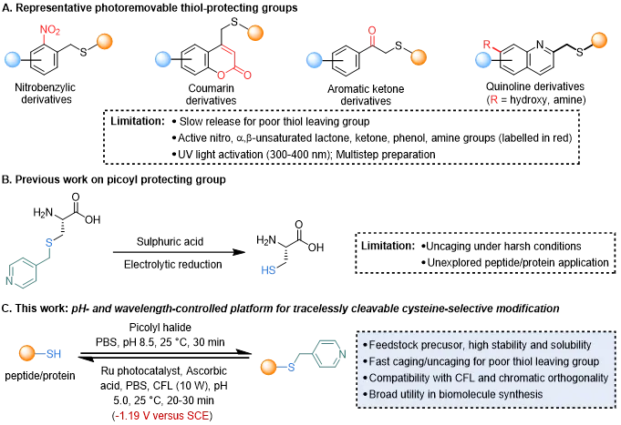 上海交大王平课题组Angew发文:pH与波长协同调控的吡啶甲基策略助力半胱氨酸精准保护与蛋白质合成