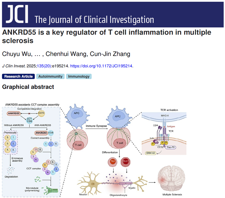 电子科技大学医学院张存金教团队授在Journal of Clinical Investigation发表论文