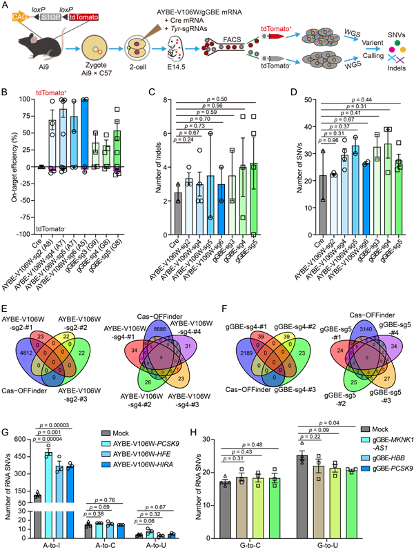 西北农林科技大学(747)羊遗传改良与生物育种团队在基于糖基化酶的编辑器安全性评估及绵羊中高效应用方面取得重要进展