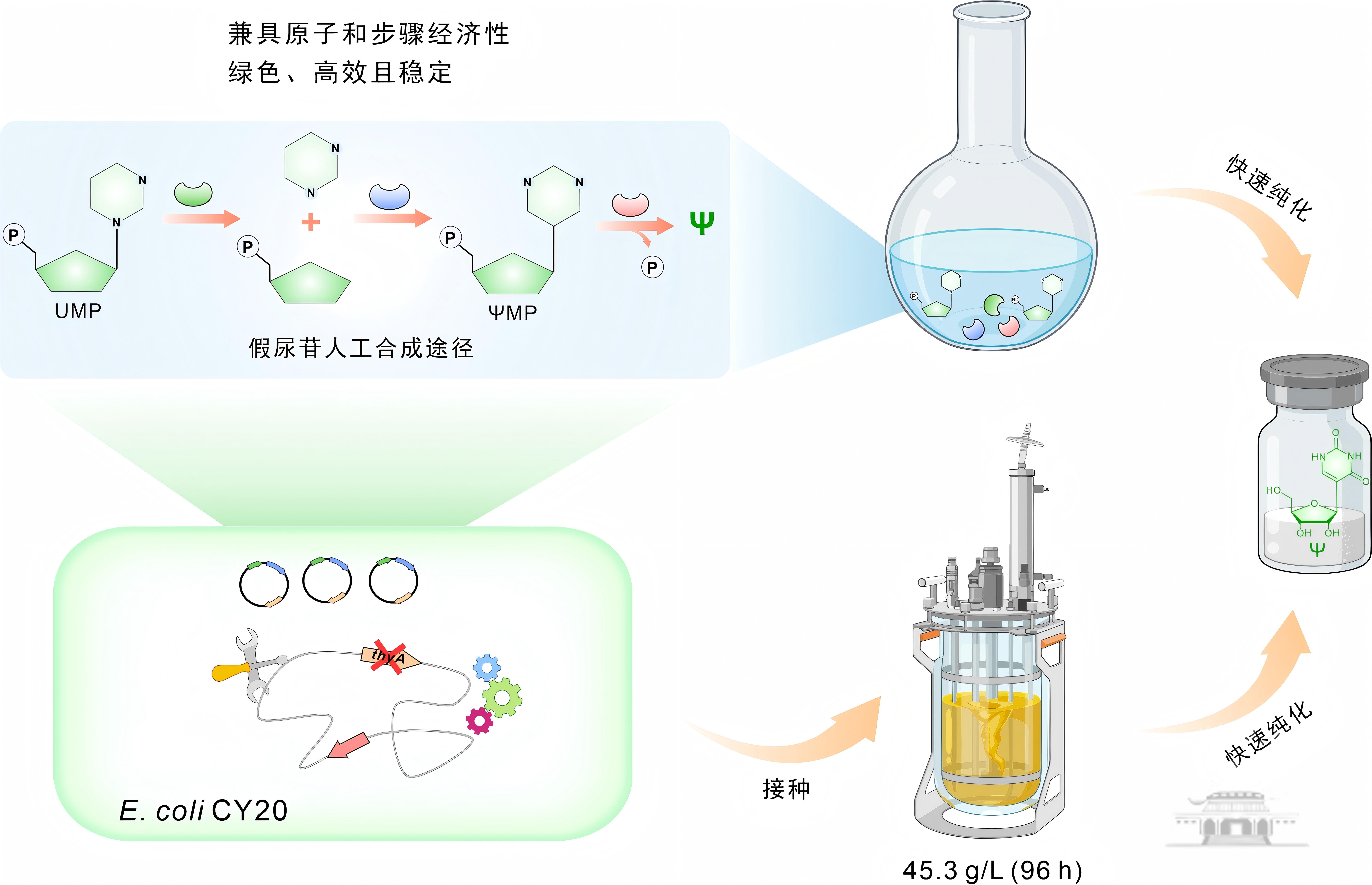 武汉大学陈文青课题组实现mRNA疫苗原料—假尿苷的生物智造