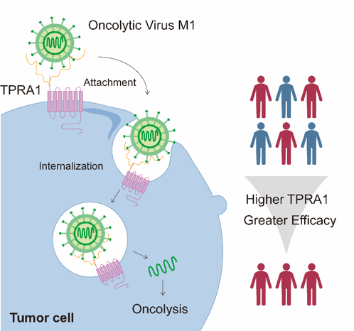 中山大学颜光美梁剑开团队鉴定G蛋白偶联受体TPRA1作为溶瘤病毒M1新型受体