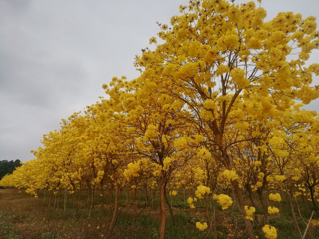 速生树木所在黄花风铃木品种分类研究方面取得新进展