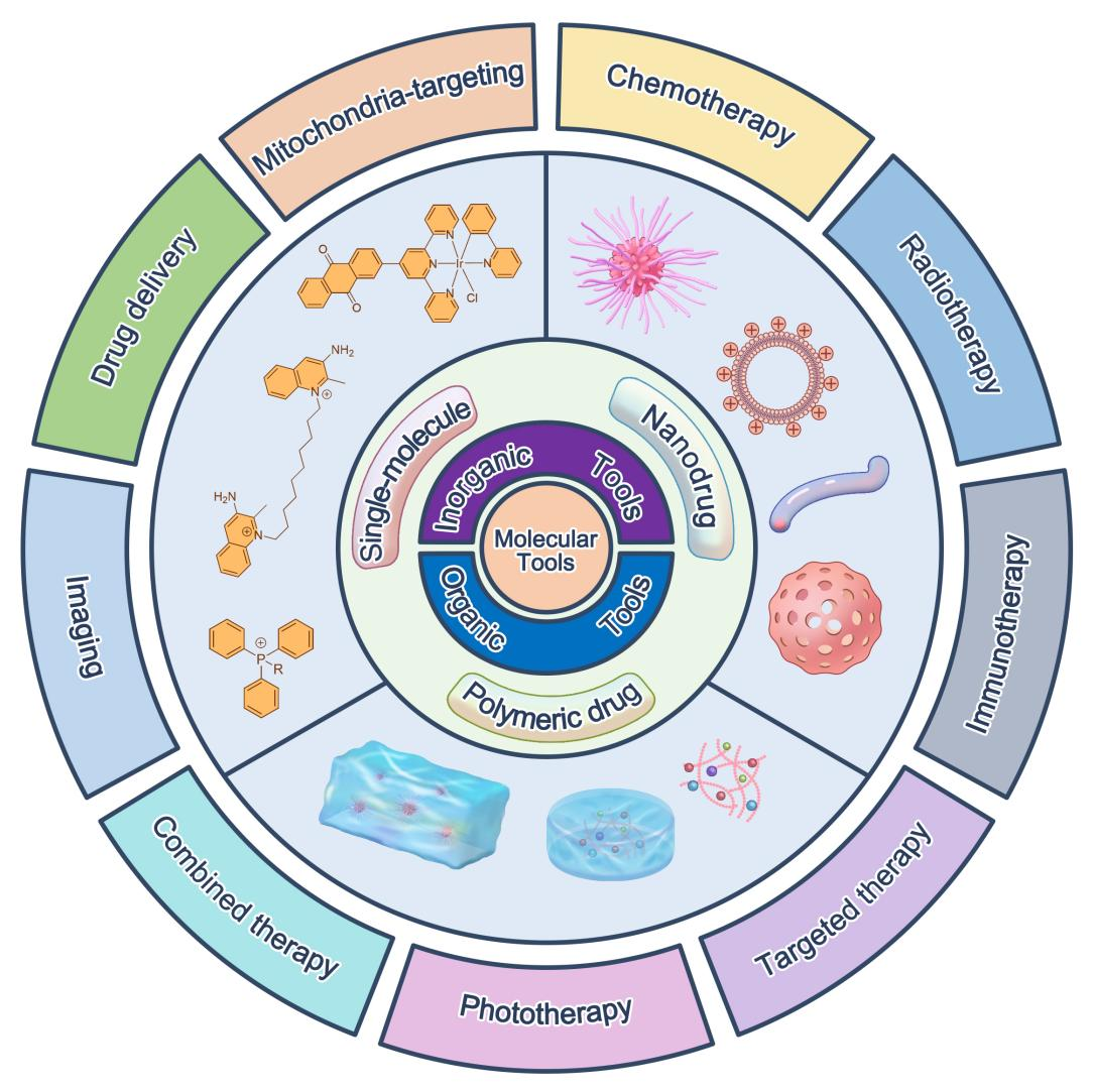 东南大学李全团队在《德国应用化学》上发表肿瘤精准治疗最新进展