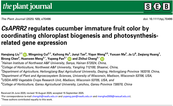西北农林科技大学（733）园艺学院蔬菜生理与生物技术研究团队揭示CsAPRR2调控黄瓜未成熟果实颜色的分子机制