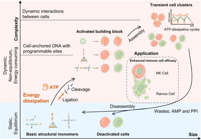 上海交大张宏陆团队在耗散组装系统时空调控细胞互作及肿瘤治疗方面取得重要进展