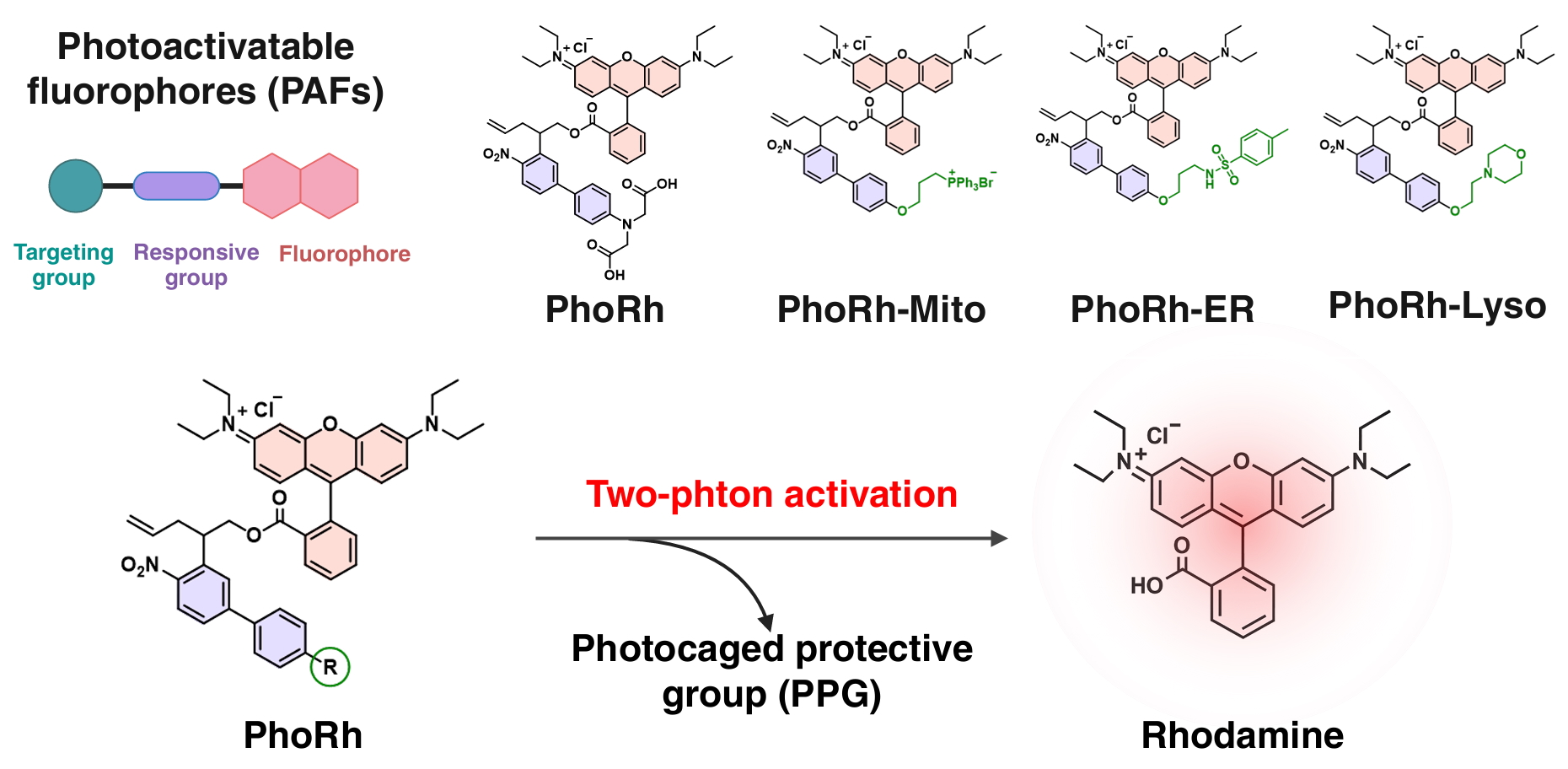 清华大学深圳国际研究生院谭春燕课题组合作在细胞器与组织双光子成像研究领域取得新进展