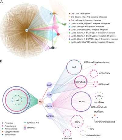 西北农林科技大学(736)生命学院沈锡辉团队张磊教授揭示群体感应信号AI-2介导的人类肠道微生物种间通讯网络