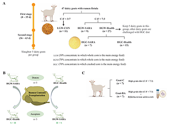 西北农林科技大学(741)姚军虎教授团队在解析瘤胃微生物调控奶山羊亚急性瘤胃酸中毒耐受的机制研究中取得重要进展