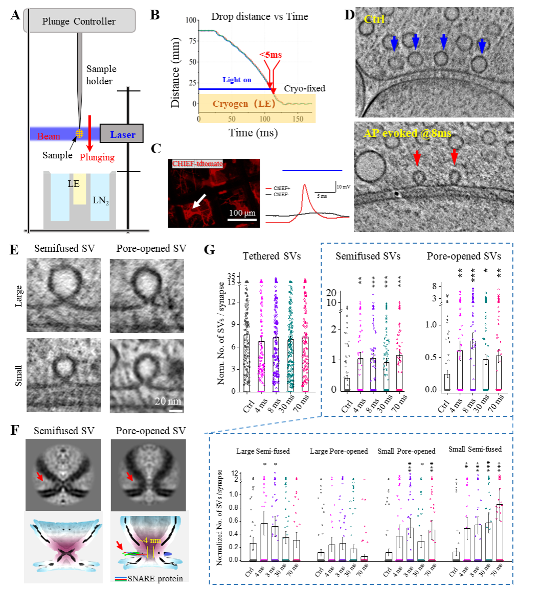 中国科大开发毫秒时间分辨冷冻电镜技术,破解神经突触传递生物物理机制