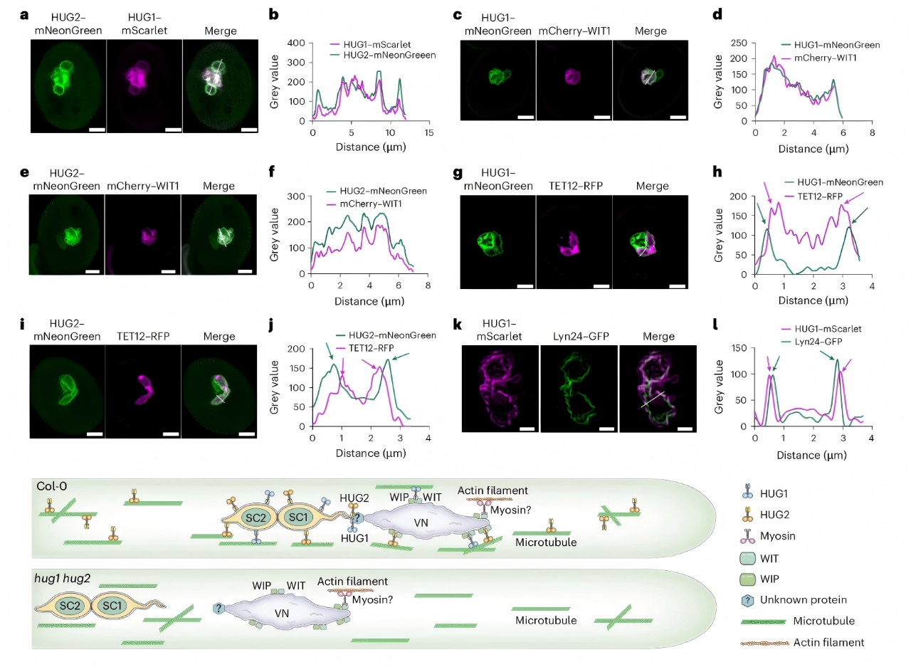 北京师范大学Nature Plants: 生命科学学院张毅团队发现驱动蛋白在植物雄性生殖单位形成与运输中的关键作用