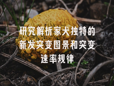 研究解析家犬独特的新发突变图景和突变速率规律