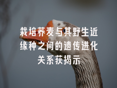 栽培荞麦与其野生近缘种之间的遗传进化关系获揭示