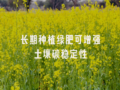长期种植绿肥可增强土壤碳稳定性