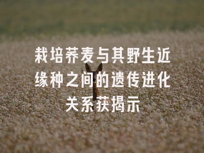 栽培荞麦与其野生近缘种之间的遗传进化关系获揭示