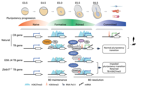 生命科学与技术学院刘文强/高绍荣/江赐忠团队研究成果发表于《自然—细胞生物学》,揭示围着床期胚胎二价染色质动态重塑的开关