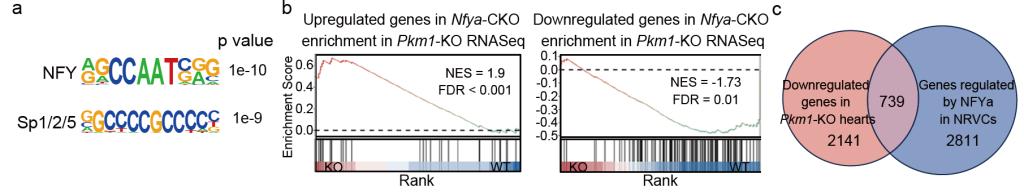 生命科学与技术学院康岚/魏珂/高绍荣团队揭示丙酮酸激酶PKM1在胚胎心肌细胞增殖中的关键作用,成果发表于《国家科学评论》