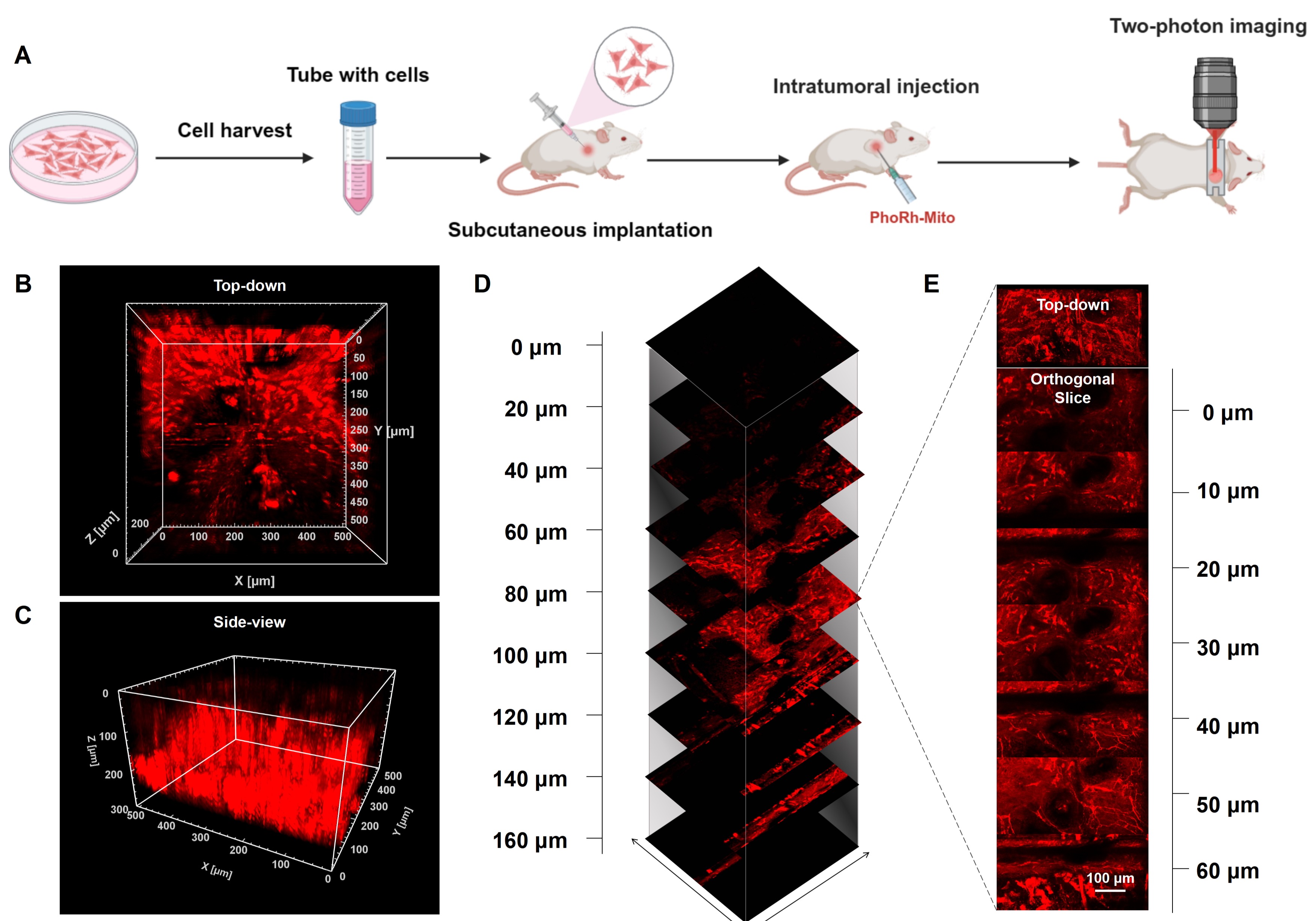 清华大学深圳国际研究生院谭春燕课题组合作在细胞器与组织双光子成像研究领域取得新进展