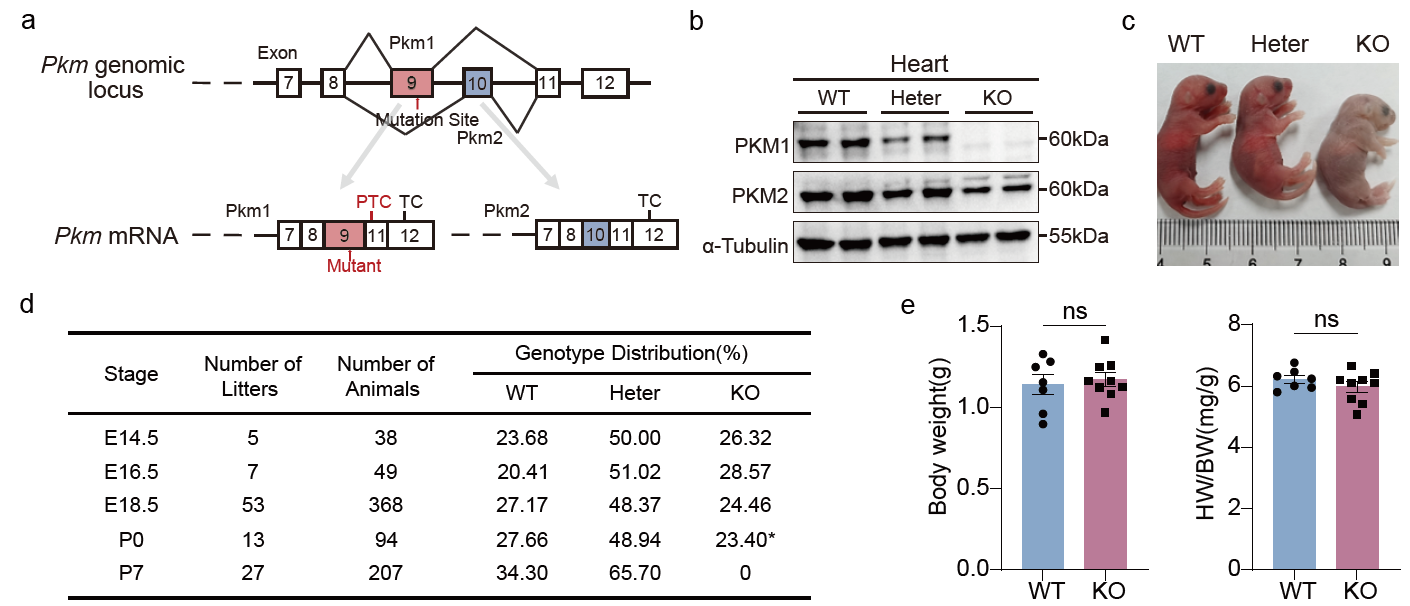 生命科学与技术学院康岚/魏珂/高绍荣团队揭示丙酮酸激酶PKM1在胚胎心肌细胞增殖中的关键作用,成果发表于《国家科学评论》