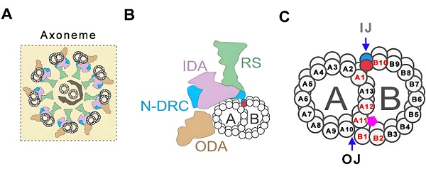 研究揭示纤毛/鞭毛轴丝外周二联体微管A-B管连接机制