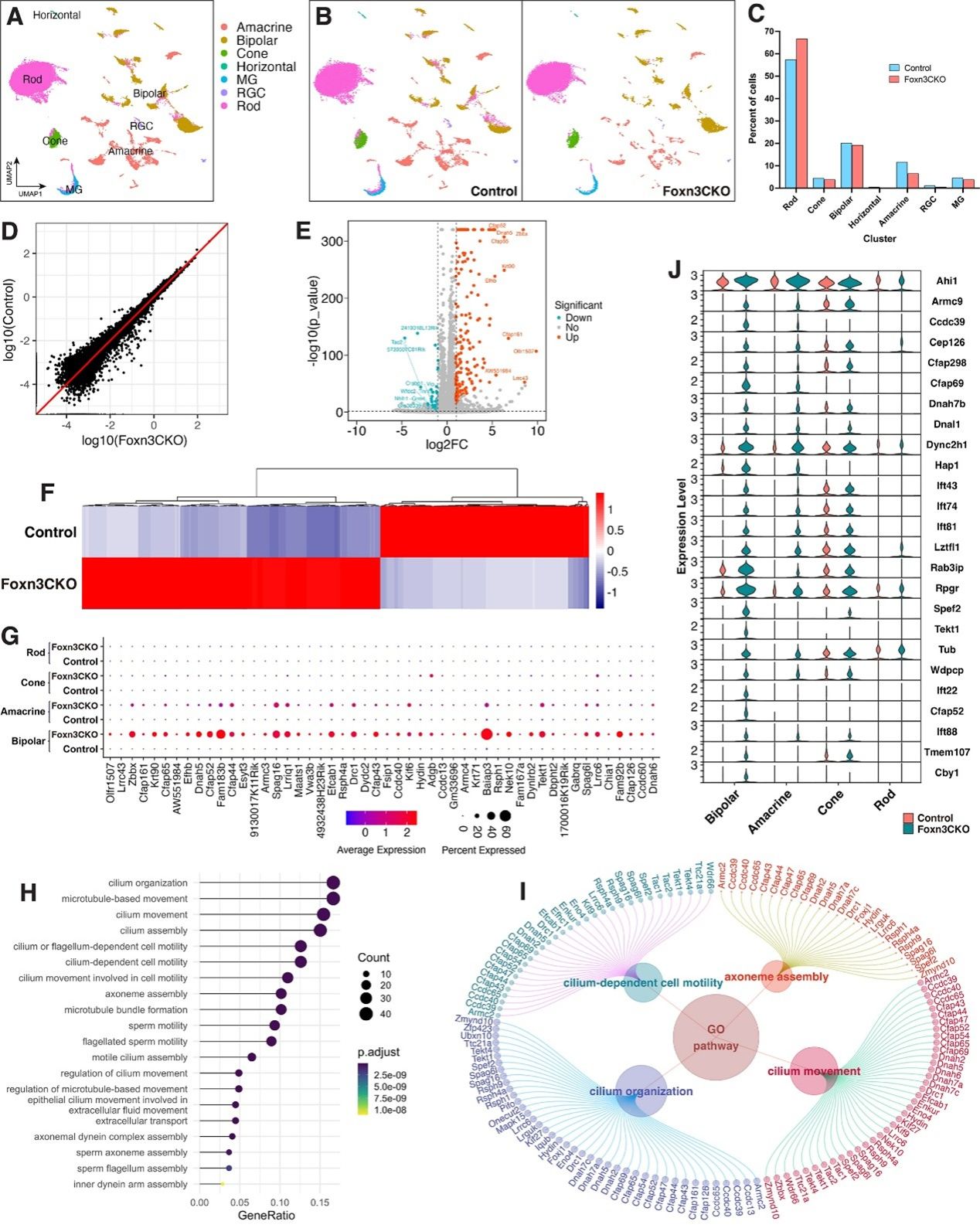 中山大学向孟清团队揭示Foxn3在视网膜细胞纤毛发生的关键调控作用