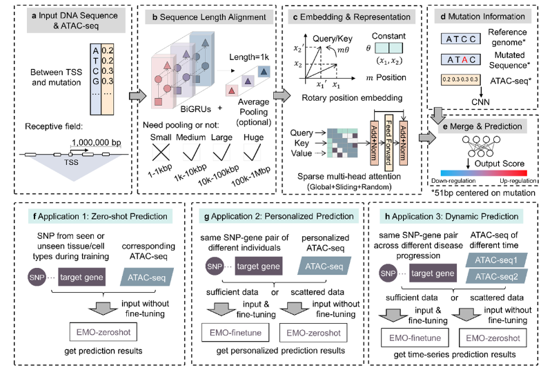 上海交大林关宁团队面向真实语境,定量解析“非编码突变→基因表达”,助力复杂疾病研究