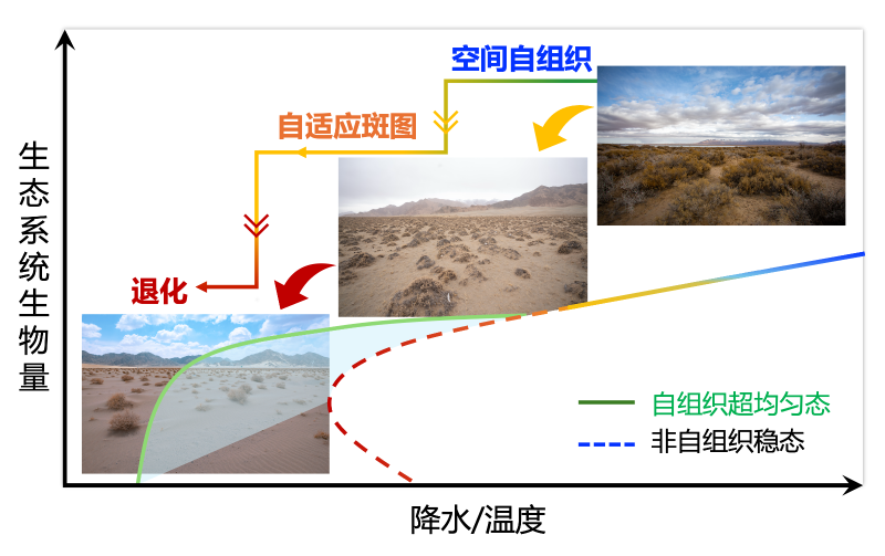 上海交大刘权兴团队发表PNAS:发现全球干旱生态系统中的“无序超均匀”斑图,为生态系统临界点预警提供新范式