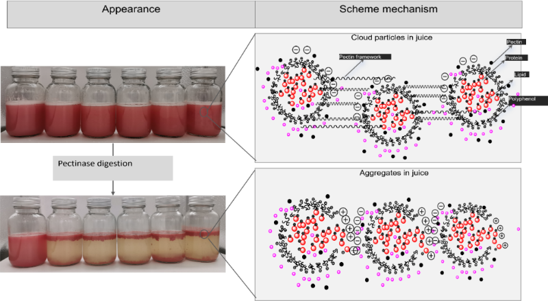上海交大敬璞教授团队揭示浑浊柚子汁中果胶主导的胶体不稳定性:酶消化后其形态和流变特性