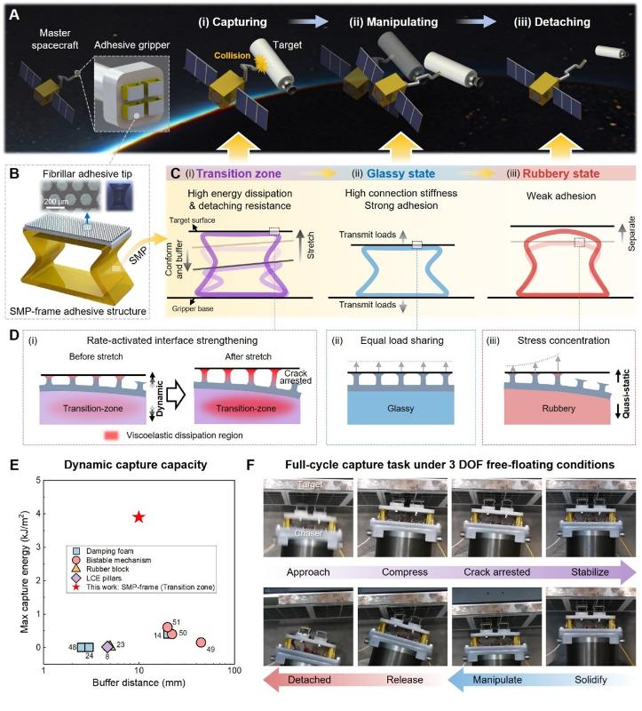 上海交大张文明教授团队提出序贯相变粘附新策略,助力航天领域动态捕获