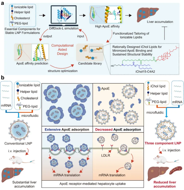 上海交大章雪晴团队在JACS发表计算机辅助可电离脂质设计克服LNP肝富集的研究成果