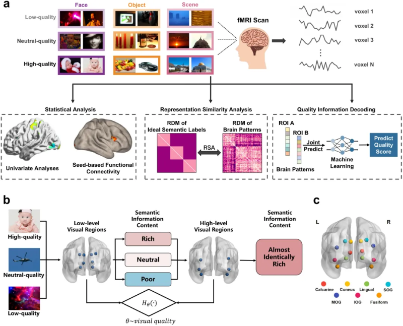 上海交大翟广涛课题组研究揭示人脑如何“脑补”模糊画面
