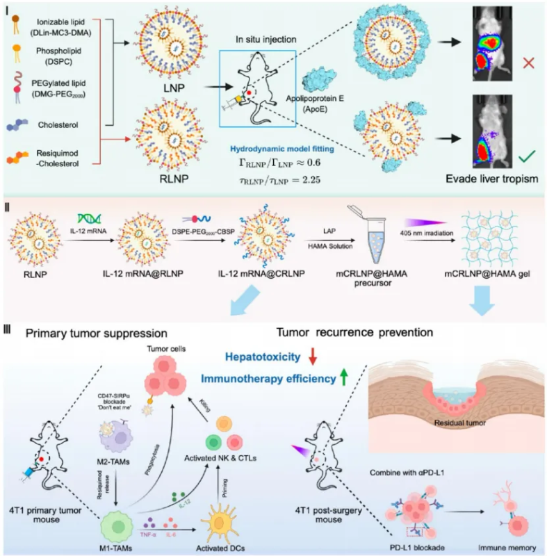 上海交大药学院郭圣荣课题组联合生物医学工程学院王飞虎课题组在ACS Nano发表研究成果