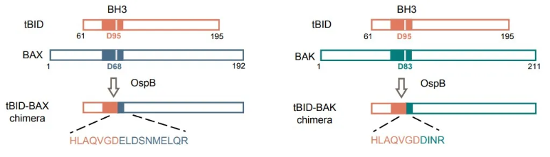 上海交大许悦课题组揭示细菌蛋白以全新酶学活性抑制细胞凋亡的机制
