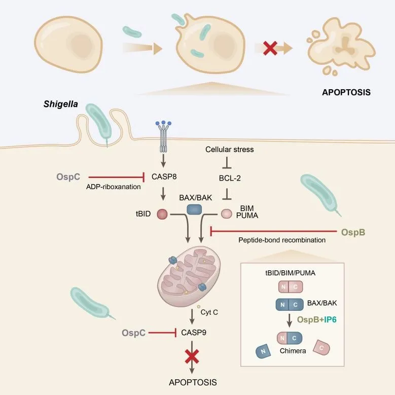 上海交大许悦课题组揭示细菌蛋白以全新酶学活性抑制细胞凋亡的机制
