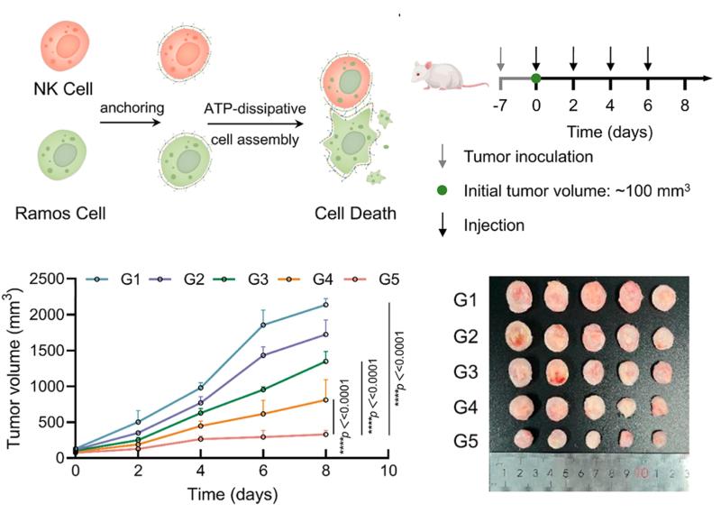 上海交大张宏陆团队在耗散组装系统时空调控细胞互作及肿瘤治疗方面取得重要进展