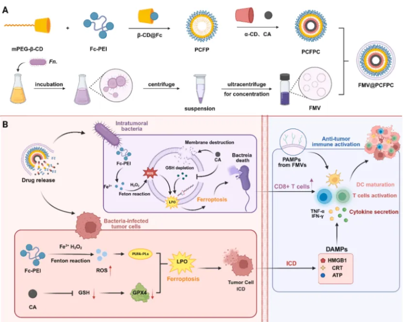 上海交大沈琦课题组发文:仿生二茂铁纳米粒诱导双重铁死亡增强免疫治疗