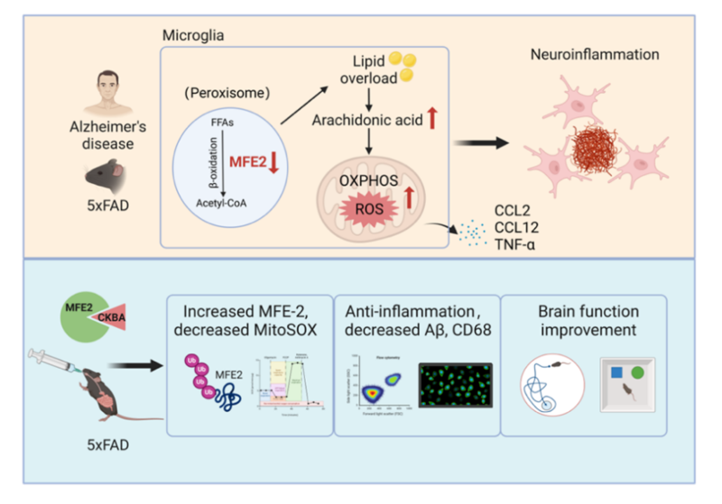 上海交大王宏林团队以中药活性分子靶向小胶质细胞缓解阿尔兹海默症中枢炎症,为中药现代化研究提供新范式