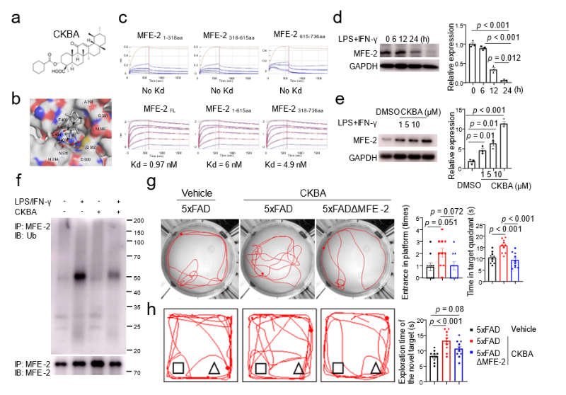 上海交大王宏林团队以中药活性分子靶向小胶质细胞缓解阿尔兹海默症中枢炎症,为中药现代化研究提供新范式