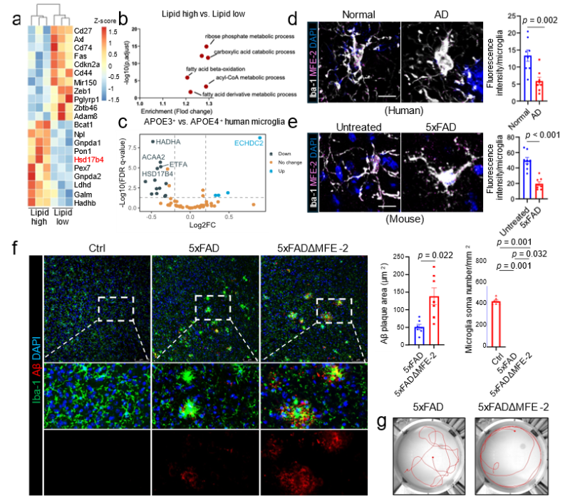 上海交大王宏林团队以中药活性分子靶向小胶质细胞缓解阿尔兹海默症中枢炎症,为中药现代化研究提供新范式
